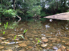 Fish Creek Meets Enogerra Creek